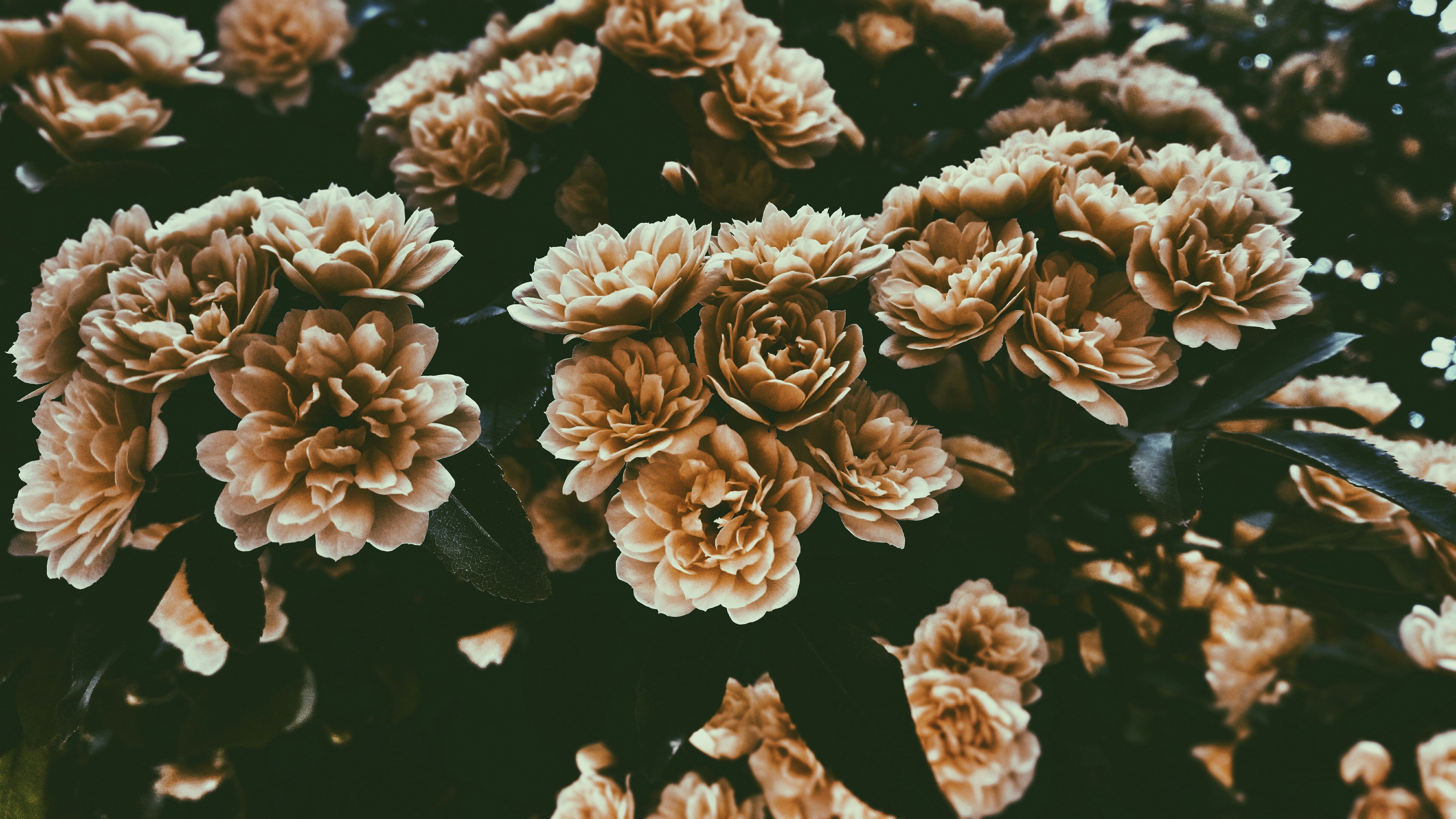 aromatic florals and botanicals
